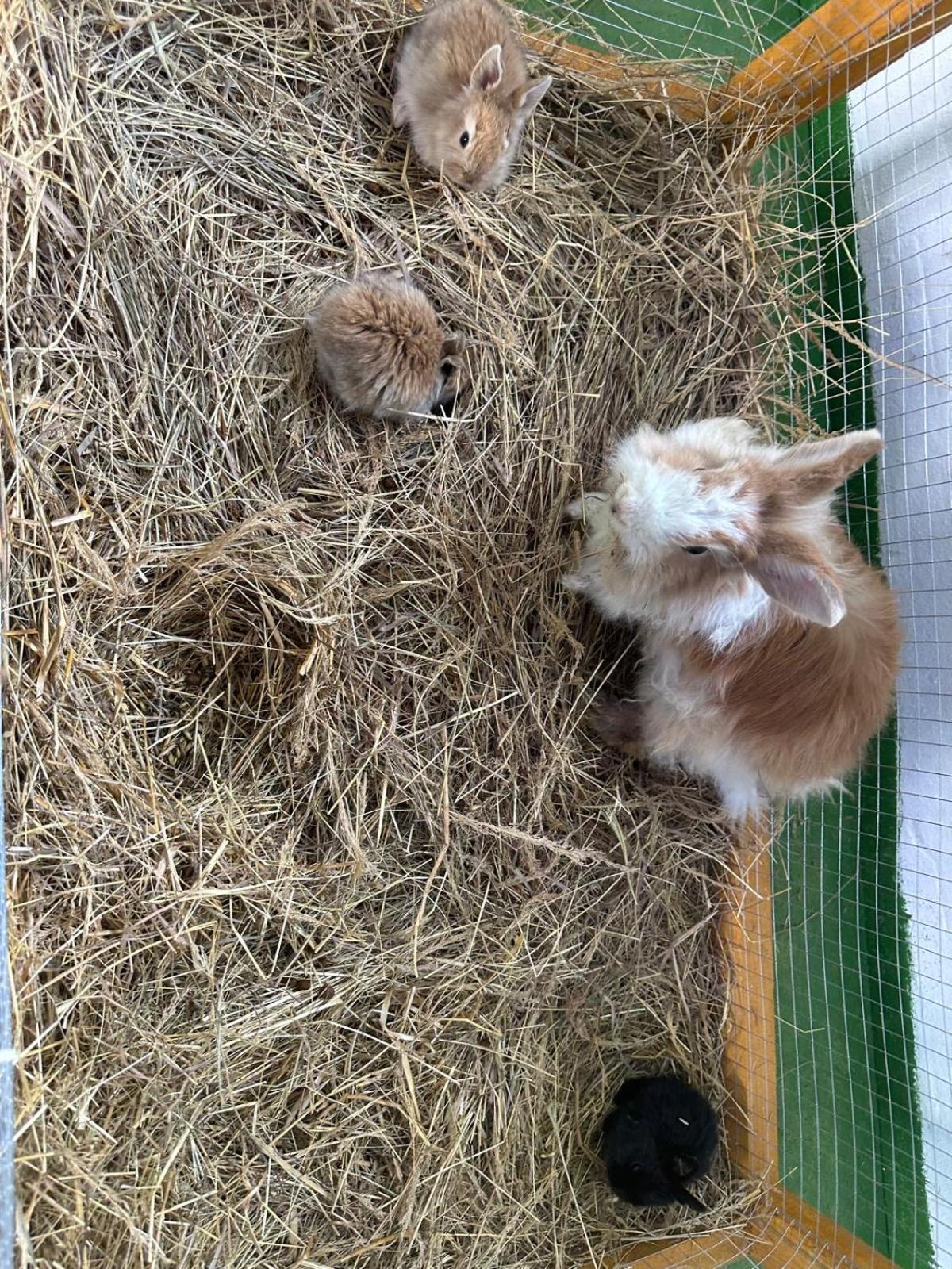 Ferienwohnung Agroturystyka Alpaka Konradow Konradow  Exterior foto